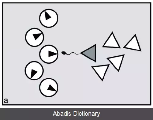 عکس هم زمانی تولیدمثلی