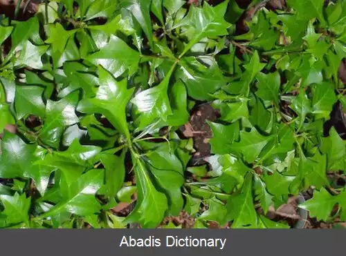 عکس پاک چوب زرد