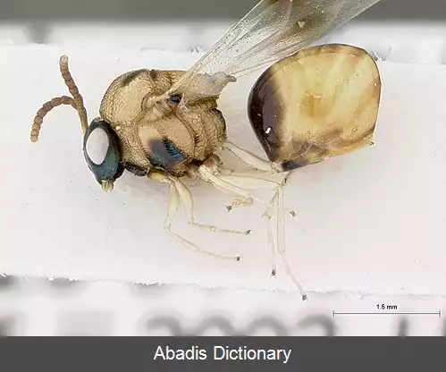 عکس زنبورانگلیان