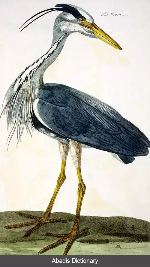 عکس پیتر پیلو