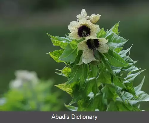 عکس بذرالبنج مشبک