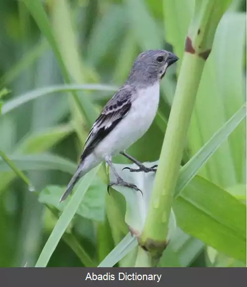 عکس دانه خوار گلوبلوطی