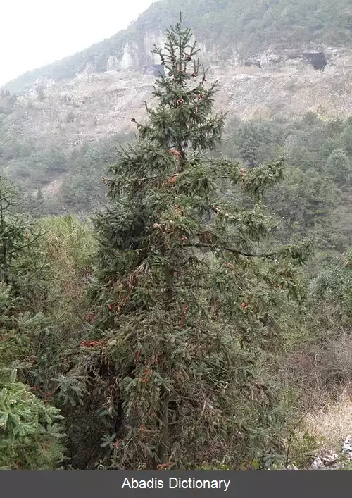 عکس سروهای کانینگهم
