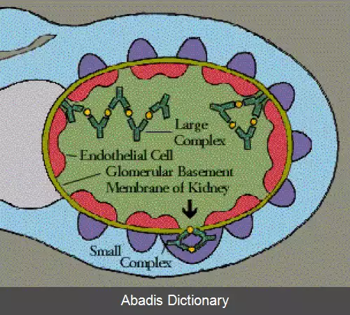 عکس کمپلکس ایمنی