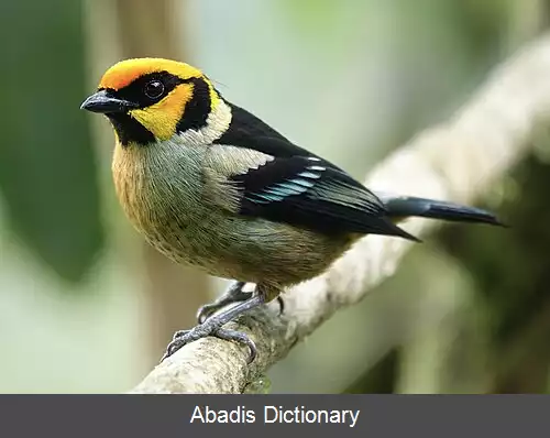 عکس فرخنده رخ آتشی