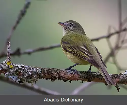 عکس ژیان مرغک پازبر