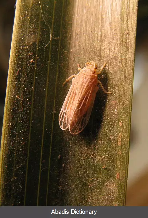 عکس زنجرک خرما