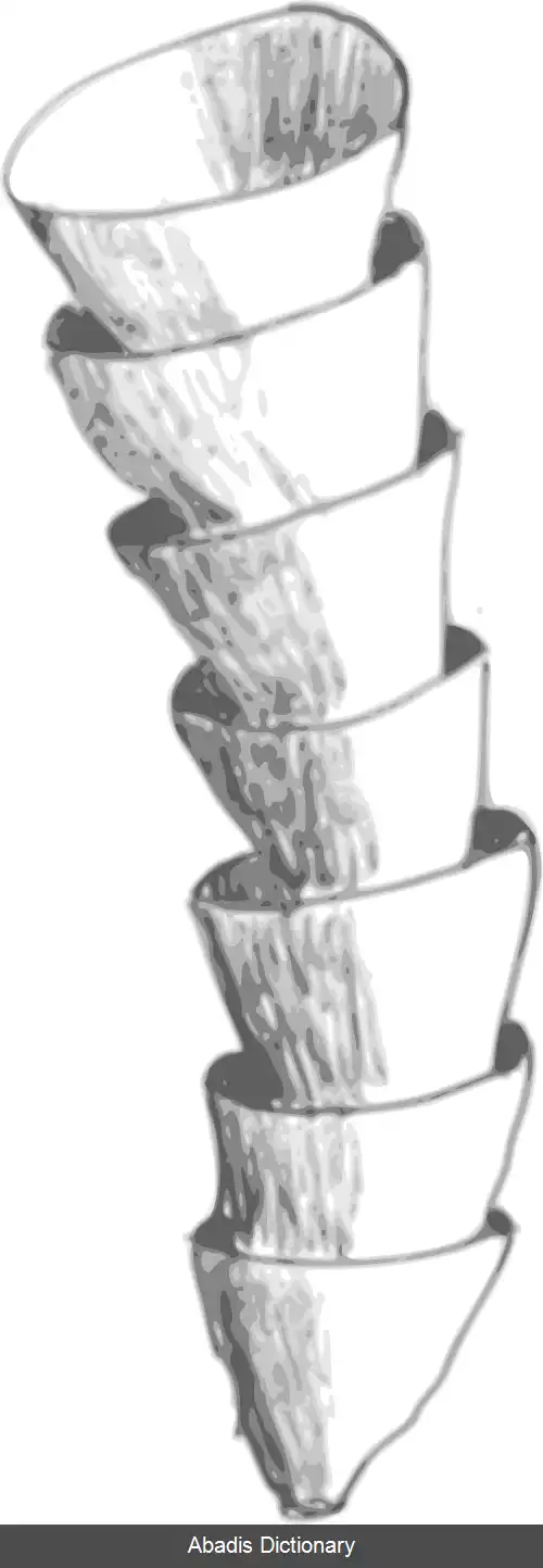 عکس قیف سواران