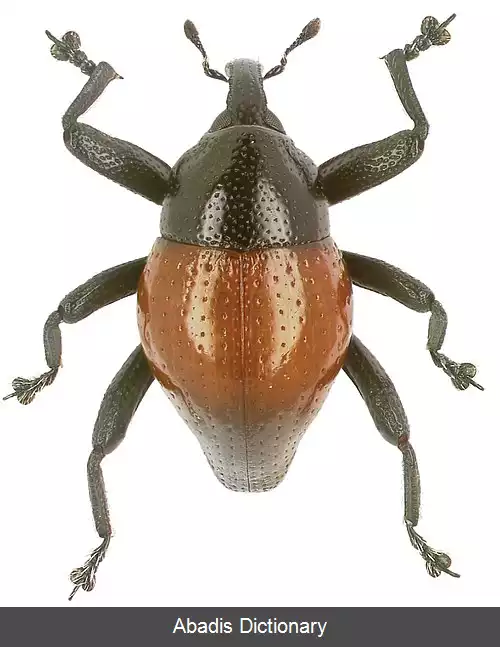 عکس سوسکچه فروجاینئوس