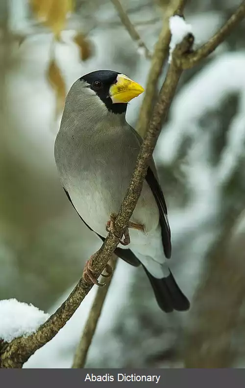 عکس سهره نوک بزرگ ژاپنی