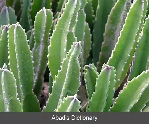 عکس قورباغه ای غول آسا