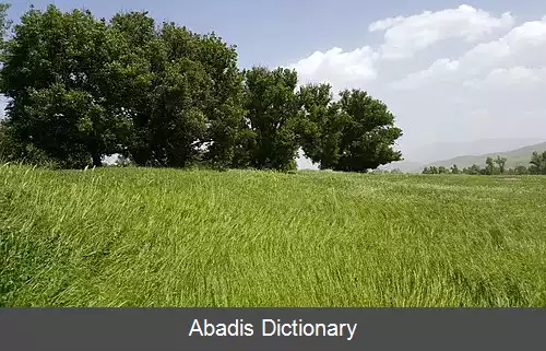 عکس آس قدیم