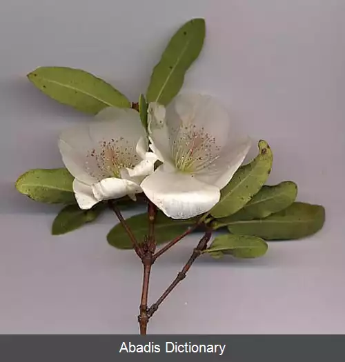 عکس چمچمه ایان