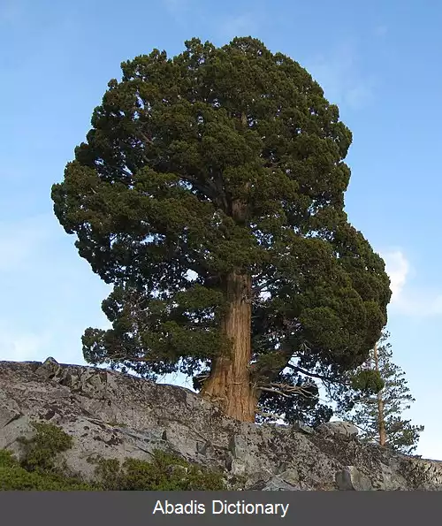 عکس ارس سیرا