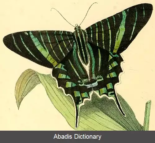 عکس دم چلچله ای برازیلینسیس