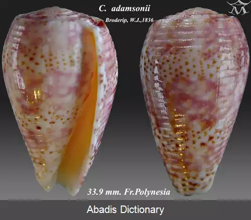 عکس قیفک صدتومانی