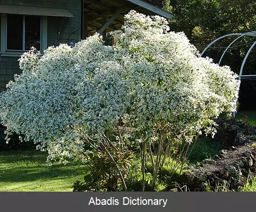 عکس فرفیون سرسفید