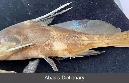 عکس نیزه دار سیاه