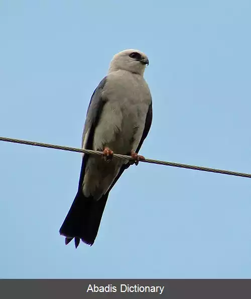 عکس کورکوریان