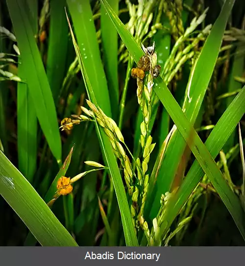 عکس سیاهک دروغی برنج
