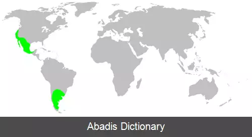 عکس رتیل کوتوله