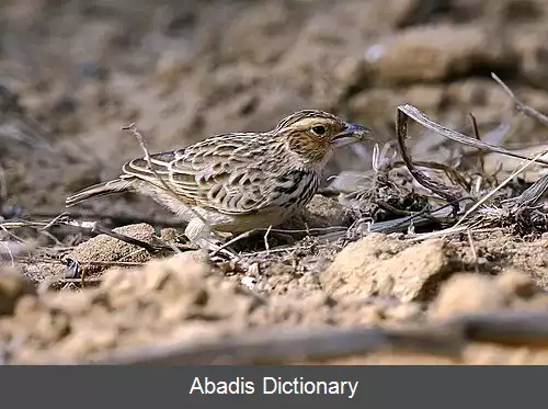 عکس چکاوک جنگلی برمه ای