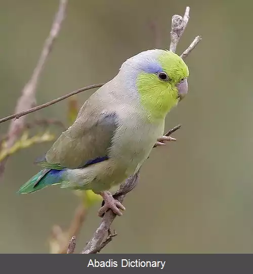 عکس طوطیچه آرام