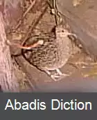 عکس دم بدلی ها