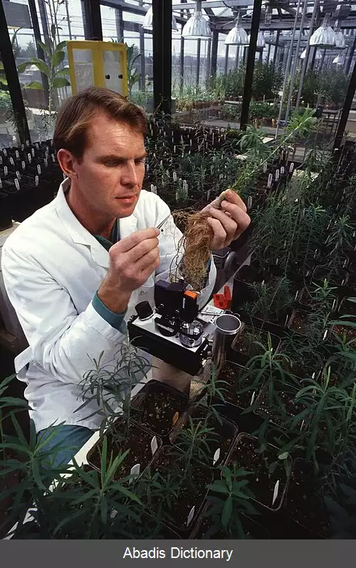 عکس پاک سازی ریشه