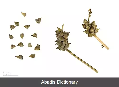 عکس چشم خروس تابستانه
