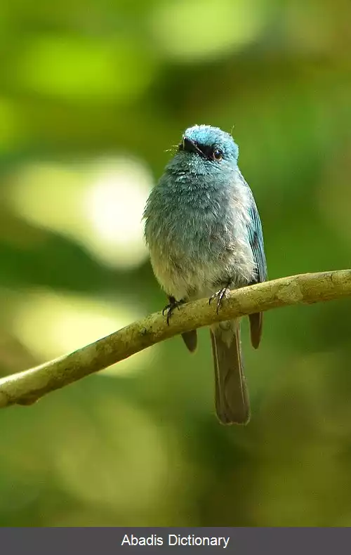 عکس مگس گیر فیروزه ای