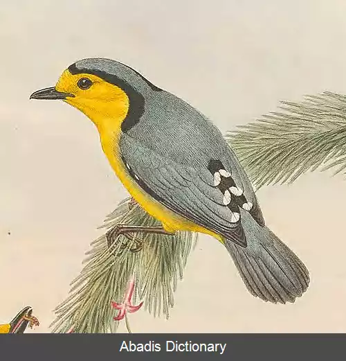 عکس زرین رخ