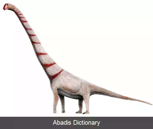 عکس آستروفوکائودیا