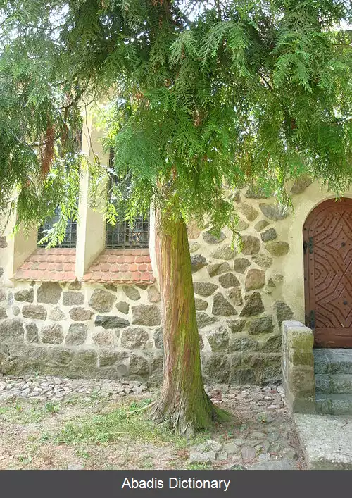 عکس خوچیلوکو