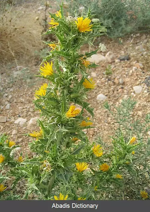عکس کنگر طلایی
