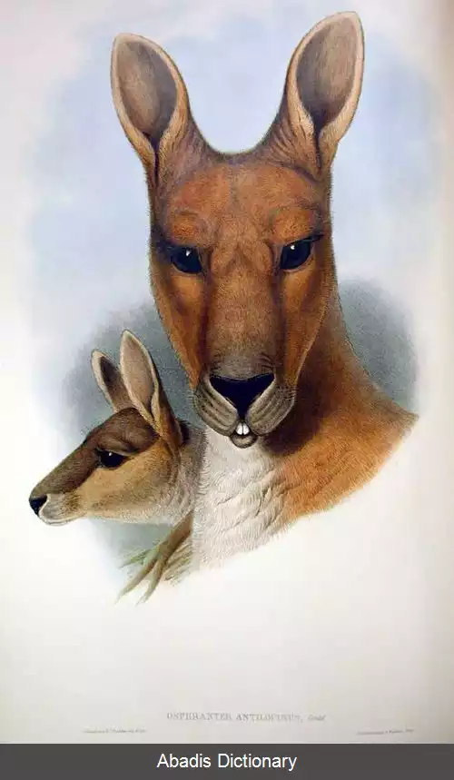 عکس کانگوروی بزشکل