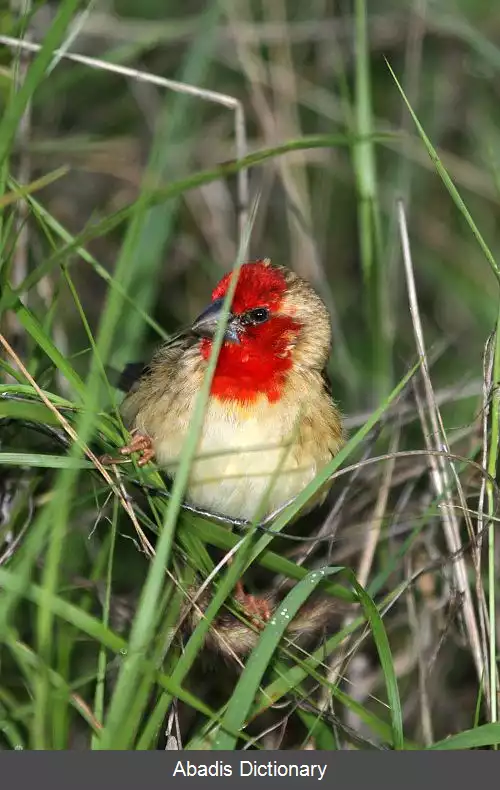 عکس سرخ پرک کاردینال