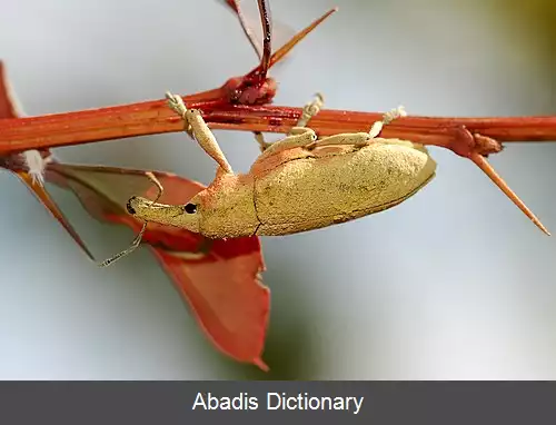 عکس سوسکچه های خرطوم دار