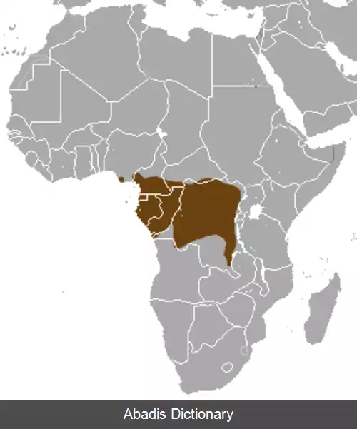 عکس خدنگ بینی دراز