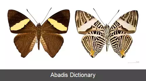 عکس فرچه پایان آمریکایی