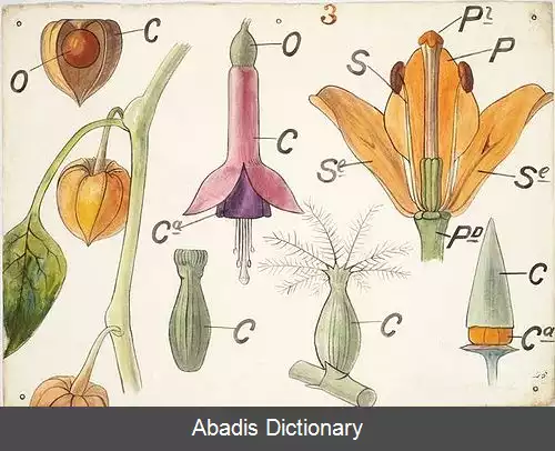 عکس کریستوفر درسر