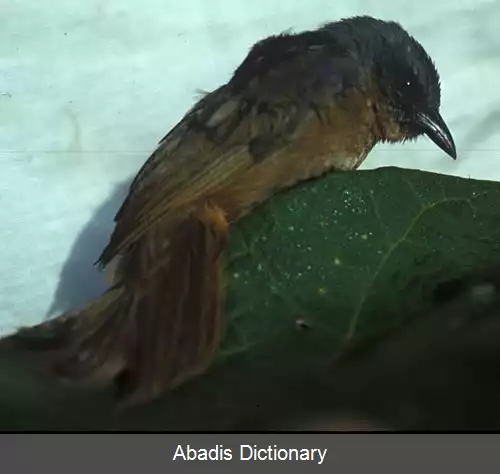 عکس سسک نمای گوش سیاه