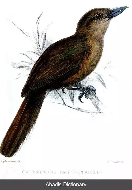 عکس سنگین نوک جنوبی