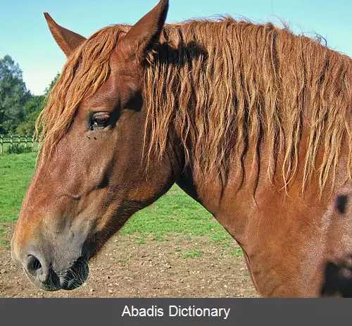 عکس کالبدشناسی اسب