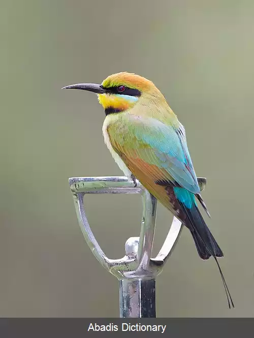 عکس زنبورخوار رنگین کمانی