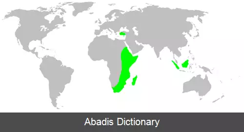 عکس عنکبوت های قیطانی باف