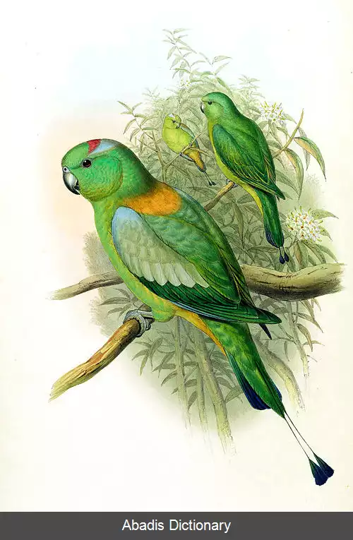 عکس دم پارویی زرین پوش