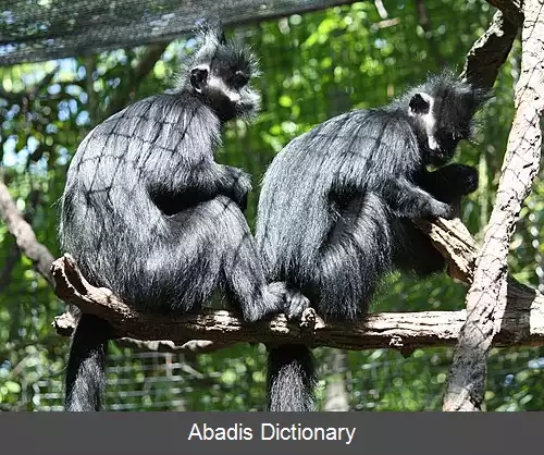 عکس دم بلند فرانسوا