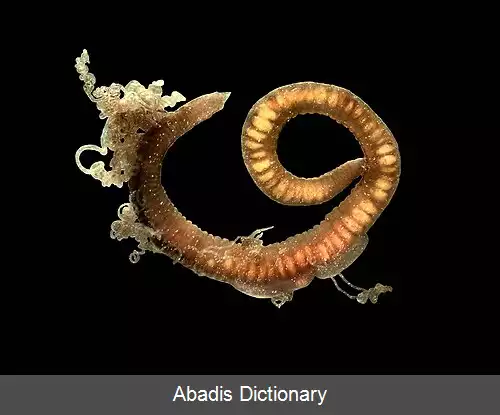 عکس زبرموییان