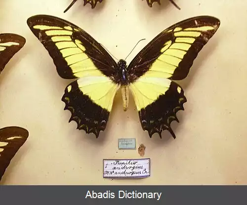 عکس ملکه دم چلچله ای